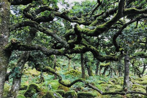 Fragments of temperate rainforest grow in parts of England, Wales and Scotland, and with the right action we could help them thrive Carbon Sink, Positive News, Temperate Rainforest, New Scientist, Snowdonia, Tropical Rainforest, Deciduous Trees, The Battle, The Search