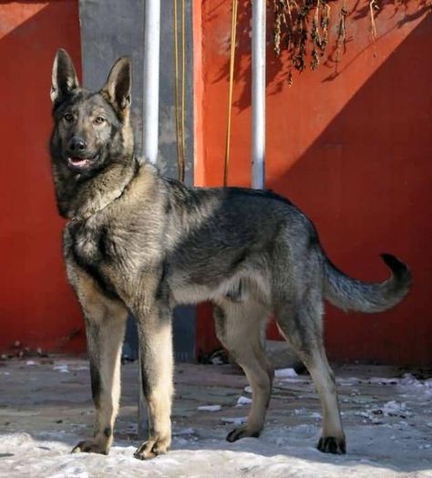 Kunming Wolfdog, Kunming Dog, Chinese Wolfdog German Shepherd Wolf Hybrid, Kunming Wolfdog, Saarloos Wolfdog, Wolf Hybrid Dogs, Wolfdog Hybrid, Pretty Pets, Wolf Poses, Dog Design Art, Wolf Dogs