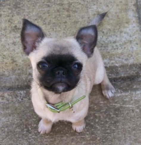 Chihuahua+pug=Chug❤️ Cross Bread, Chug Puppies, Chug Dog, Pug Mix, Bored Dog, Dental Tourism, Chihuahua Love, Pug Puppies, Cute Pugs