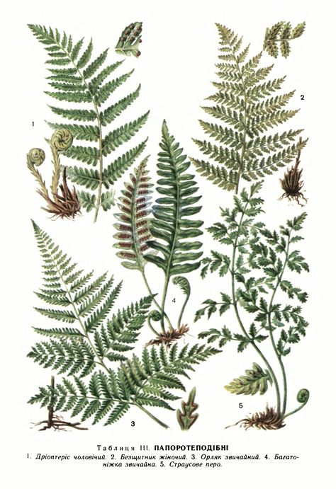 Vintage Plant Illustration Botanical Drawings, Vintage Fern Illustration, Forest Flowers Drawing, Fern Botanical Illustration, Botanical Tattoo Vintage, Fern Illustration, Fern Tattoo, Botanical Illustration Vintage, Botanical Tattoo