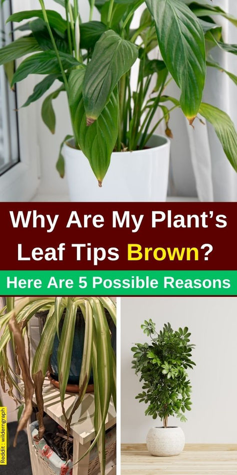 Discover the reasons behind your plant's leaf tips turning brown with our 
guide, Why Are My Plant’s Leaf Tips Brown? Here Are 5 Possible Reasons. Explore common plant problems like browning leaves on houseplants and learn 
about factors contributing to brown tips on plants. From improper watering 
to environmental stress, we cover essential tips to help you maintain 
healthy plant leaves and prevent brown leaves on plants. Sick Plant Leaves, Brown Tips On Plants Houseplant, Brown Leaves On Plants Houseplant, Plant Meanings, Plant Leaves Turning Brown, Plant Leaves Turning Yellow, Brown Tips, Houseplant Care, Plants Leaves