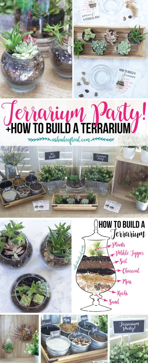 Layers Of A Terrarium, Air Plant Terrarium Diy How To Make, Succulent Making Party, Succulents Garden Indoor Terrarium Ideas, Plant Night Party, Dollar Store Terrarium Diy, Diy Terrarium Party, Closed Terrarium Animals, Build A Terrarium Diy