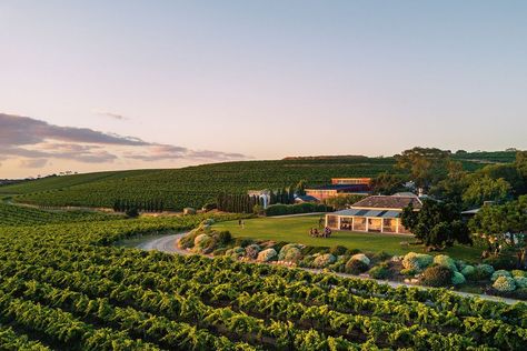 Best wineries, restaurants and cellar doors in Australia - Travel Australia - delicious.com.au Vineyard Restaurant Design, Cellar Doors, Wine Vineyards, Semillon, Australian Wine, Wine Cellar Design, Cellar Design, Wine Down, Wine Selection