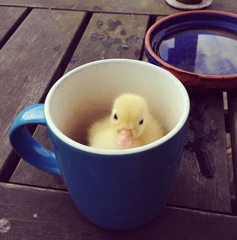 NOW IN A MUG. IN. A. MUG. | Don’t Be Sad, Look At These BabyDucks Pet Duck, Duck And Ducklings, Cute Ducks, Pet Ducks, Cute Ducklings, Baby Duck, Quack Quack, Duck Duck, Baby Ducks