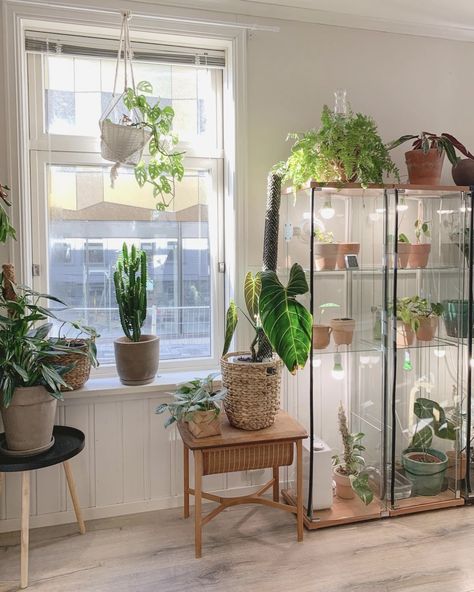 Ikea Greenhouse Cabinet, Greenhouse Cabinet, Ikea Greenhouse, Ikea Detolf, Ikea Plants, Indoor Greenhouse, Home Greenhouse, Living Room Plants, Plant Hacks