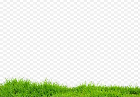 Grass Transparent Background, Grass Png For Editing, Grass Png Hd, Natural Background For Editing, Thumbnail Backgrounds, Flying Bird Drawing, Grass Photoshop, Grass With Flowers, Milk Ideas