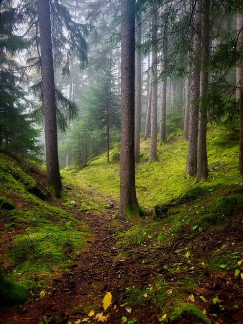 swiss forest King Thrushbeard, Swiss Forest, Germany Forest, German Forest, Swiss Countryside, German Countryside, Black Forest Germany, Mystical Forest, Black Forest