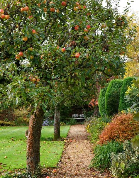 Apple Tree Backyard, Apple Tree In Garden, Apple Trees Backyard Landscaping, Tree In Backyard, Apple Tree In Backyard, Apple Trees Backyard, Backyard Apple Tree Landscaping, Apple Tree Garden, Apple Tree Landscaping