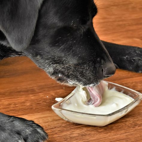 Probiotic Food For Dogs, Probiotic For Dogs Diy, Dog Probiotics Natural, Diy Probiotics For Dogs, Homemade Probiotics For Dogs, Dog Probiotics Diy, Natural Probiotics For Dogs, Probiotic For Dogs, Recipes For Dogs