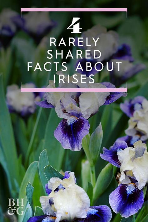 Wild Iris Flowers, Bearded Iris Care, Iris Flowers Landscaping Ideas, Where To Plant Irises, Planting Iris Bulbs, Dutch Iris Garden Ideas, Iris In Garden, Tattoos For Women Watercolor, Iris Garden Ideas