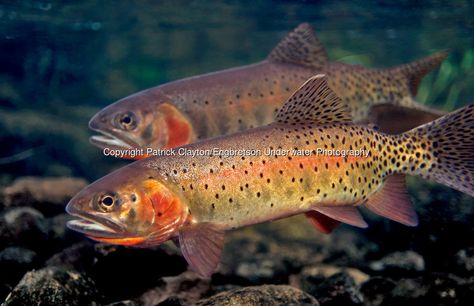 Cutthroat Trout, Steelhead Trout, Fly Fishing Art, Fishing Photography, Brook Trout, Pike Fishing, Fish Eye, Brown Trout, Fishing Adventure