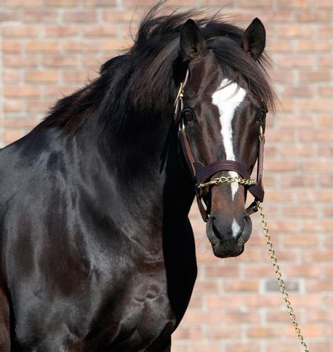 Two-time Breeders' Cup Classic winner Tiznow, age 23, pensioned from stud Breeders Cup, Race Horses, Horse Stuff, Horse Racing, Horses, On Instagram, Instagram