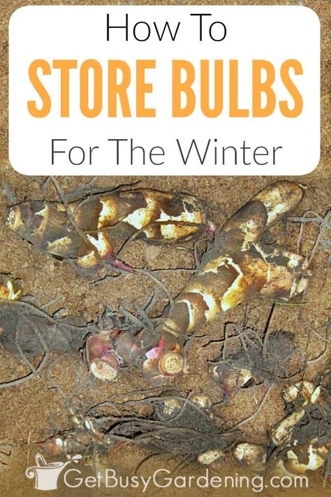 Bulbs In Pots, Elephant Ear Bulbs, Canna Bulbs, Winter Outside, Summer Bulbs, Elephant Ear Plant, Overwintering, Garden Bulbs, Home Vegetable Garden