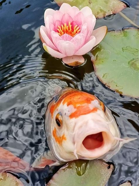 Fish Reference Photo, Koi Fish Photo, Karp Koi, Coy Fish, Pond Fish, Koi Art, Afrique Art, Carpe Koi, Koi Fish Pond