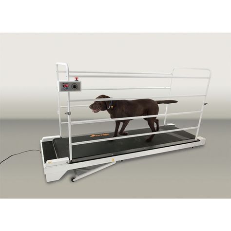 GoPet Petrun PR730 Encloseable Treadmill for Large Dogs up to 264 lbs Really Big Dogs, Dog Treadmills, Dog Treadmill, Dog Grooming Tubs, Dog Grooming Shop, Waterproof Dog Collar, Large Dog Crate, Giant Breeds, Indoor Pets