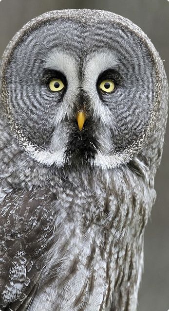 The Great Grey Owl is a very large owl, distributed across the Northern Hemisphere. Adults have a big, rounded head with a grey face and yellow eyes with darker circles around them. The     underparts are light with dark streaks; the upper parts are grey with pale bars. This owl does not have ear tufts and has the largest facial disc of any raptor. In terms of length, the Great Grey     Owl is believed to exceed the Eurasian Eagle-Owl and the Blakiston's Fish Owl as the world's largest owl. Animal Makeup, Regnul Animal, Grey Owl, Great Grey Owl, Pet Pet, Hoot Owl, Owl Pictures, Gray Owl, Elegant Photo