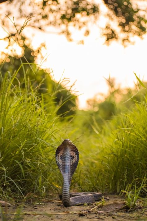 Spectacled Cobra Indian Cobra, Character Aesthetic, Bald Eagle, Reptiles, Animals, Red