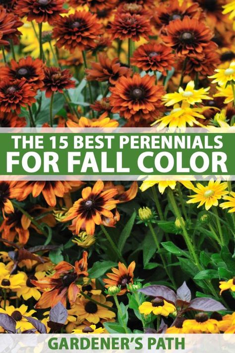 Colorful Perennials, Perennials Low Maintenance, Fall Flowers Garden, Fall Perennials, Full Sun Perennials, Best Perennials, Shade Perennials, Mums Homecoming, Hardy Perennials