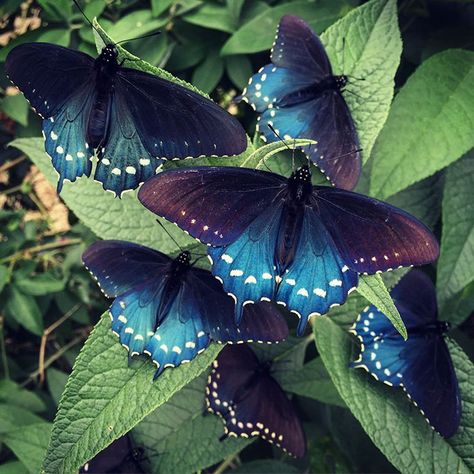 One Man Single-Handedly Repopulates Rare Butterfly Species In His Own Backyard - The California pipevine swallowtail butterfly Butterfly Species, Swallowtail Butterfly, Rare Species, Blue Butterflies, Beautiful Bugs, Butterfly Pictures, Butterfly Garden, Butterfly Wallpaper, Butterfly Art