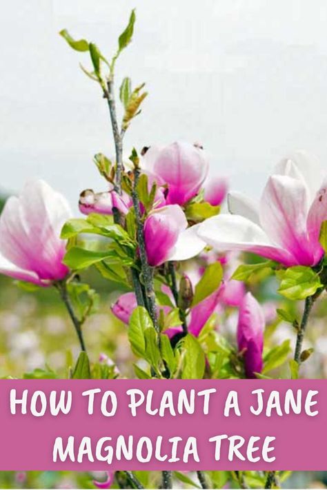 If you want lovely blooms in your garden this spring, check out how to plant a Jane magnolia tree: it will make a beautiful statement in your landscape. Jane Magnolia Tree, Magnolia Jane, Jane Magnolia, Tulip Magnolia, Small Yards, Magnolia Tree, Magnolia Trees, Small Yard, Tree Leaves