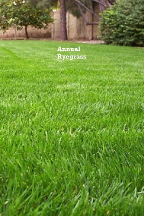 A guide on when does annual Ryegrass die, its lifespan and the best time to plant it. Rye Grass Lawn, Rye Grass, When To Plant, Rye, Grasses, Lawn, Landscaping, Read More, Plants