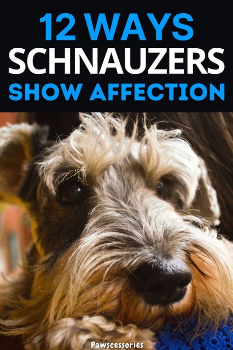 Schnauzer fact Schnauzers Funny, Schnauzer Print, Dog Info, Miniature Schnauzer, More Fun, Dogs, Funny