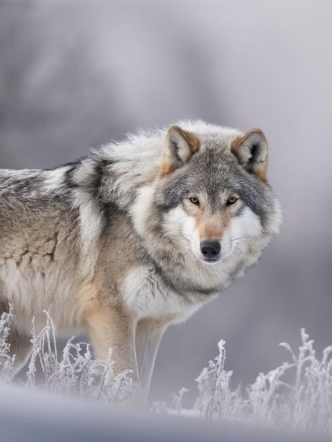 Grey Wolf Photography, Wolf Eyes, Wolf Photography, Grey Wolf, Book Ideas, Wolves, Art For Kids, Fox, Puppies