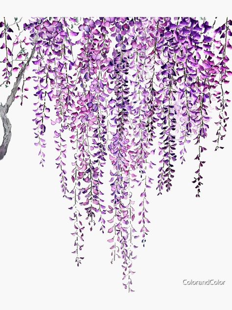 "purple wisteria in bloom " Sticker by ColorandColor | Redbubble Wisteria Design, Purple Wisteria, Tree Of Life Art, Colorful Throw Pillows, Wall Murals Painted, Bedroom Decor Design, Creative Gardening, Journal Art, Painted Denim