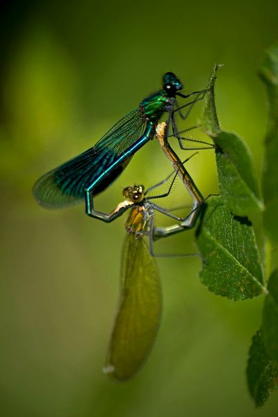 Damsel Fly, Fly Art, Aquatic Insects, Dragon Flys, Heart In Nature, Damselflies, Bug Tattoo, Dragon Flies, Delicate Tattoo