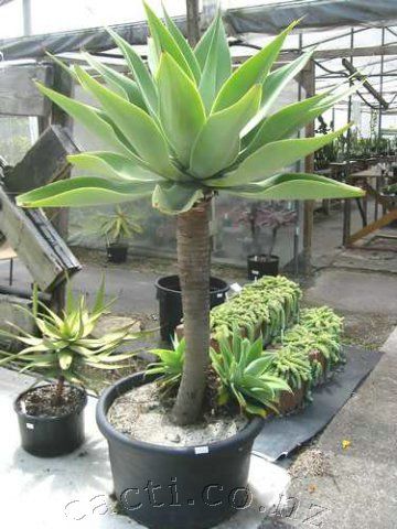 agave-attenuata Foxtail Agave In Pot, Foxtail Agave, Desert Landscape Front Yard, Xeriscape Plants, Driveway Entrance Landscaping, Agave Attenuata, Indoor Palms, Potted Plants Outdoor, Weird Plants