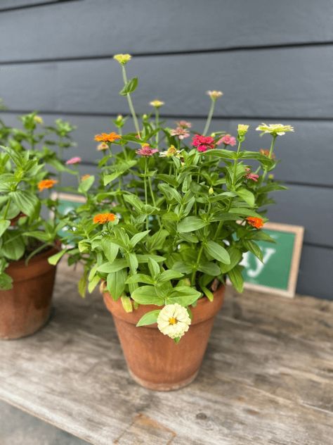 Zinnias planted and blooming in pots Wildflower In Pots, Zinnia Flowers In Pots, Zinnia Planter Ideas, Growing Zinnias In Containers, Zinnia Flowers Pots, Growing Flowers In Pots, Cut Flower Garden In Pots, Zinnia In Pots, Zinnia Garden Ideas