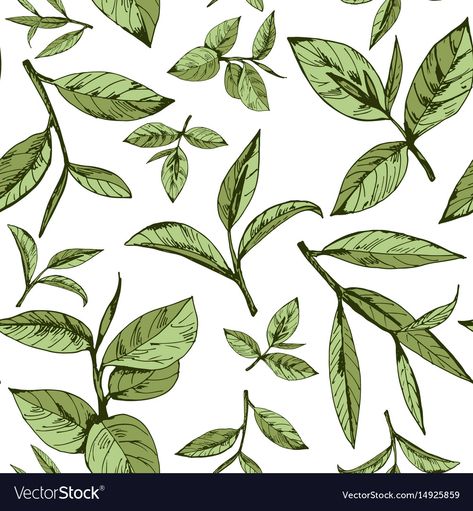 Seamless pattern with green tea Royalty Free Vector Image Leaves Illustration Pattern, Tea Leaf Illustration, Green Tea Illustration, Tea Leaves Illustration, Tea Vector, Tea Pattern, Green Tea Leaf, Green Tea Leaves, Tea Illustration