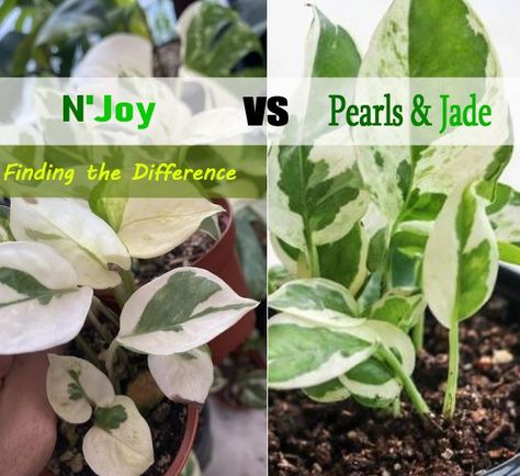 Pearl Jade Pothos, Pearls N Jade Pothos, Pearl And Jade Pothos, Njoy Pothos Plant, Pothos N Joy, Njoy Pothos, N Joy Pothos, Pathos Plant, N'joy Pothos