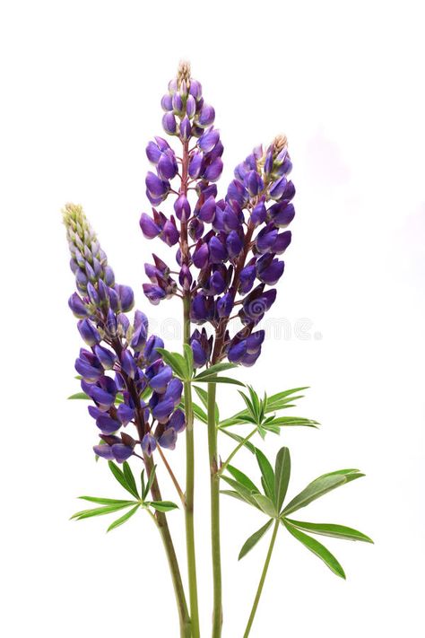 Purple Lupine, Lupine Flowers, Sisters Wedding, Fragrant Flowers, Perennial Plants, Flower Images, Botanical Illustration, Flower Drawing, Pretty Flowers