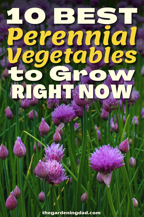 Are you looking for the best perennial vegetables to grow in your yard? The Gardening Dad will go over the 10 best perennial vegetables to grow. #Thegardeningdad #perennial #vegetables Perrenial Vegetable Gardens, Sustainable Homestead, Vegetables To Grow, Homestead Ideas, Perennial Vegetables, Best Perennials, Container Gardening Vegetables, Hardy Perennials, Veggie Garden