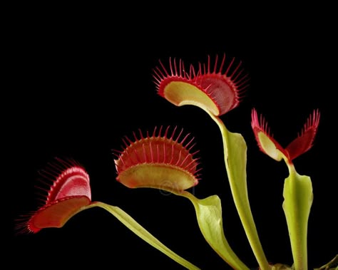 Venus Fly Trap Flower, Trap Art, Venus Flytrap, Fly Trap, Putao, Venus Fly Trap, Fly Traps, Plant Aesthetic, Carnivorous Plants