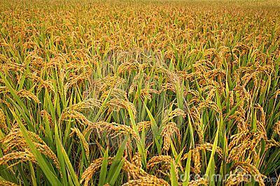 Paddy field Paddy Field Quotes, Paddy Field Photography, Rice Fields Photography, Rice Paddy Fields, Golden Rice, Indonesia Rice Field, 4k Background, Free Pictures, Rice