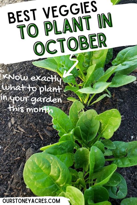 What Can I Plant In October Zone 7, Zone 8 October Planting, What To Plant In October In Florida, Fall And Winter Garden Zone 7, Fall Vegetables To Plant In Zone 8, Fall Crops Vegetable Garden Zone 7, Fall Gardening Zone 7, What To Plant In October In Zone 8, Fall Raised Bed Garden Layout