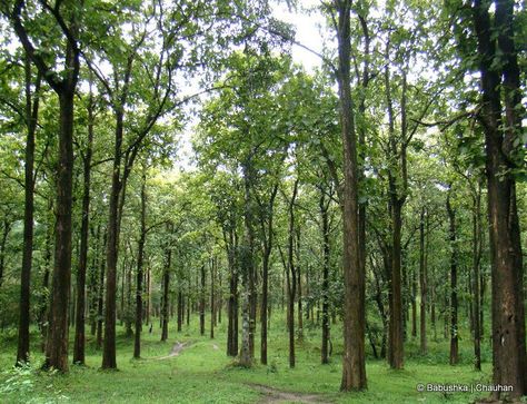 Bandipur National Park, Teak Tree, Wonder Forest, Tree Lover, Nature Spring, Tree Images, Grass Field, Mushroom House, Wood Tree