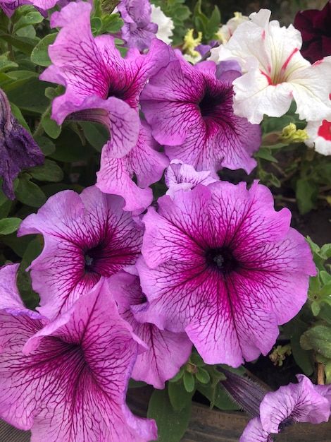 Petunia flowers photography Premium Phot... | Premium Photo #Freepik #photo #background #flower #vintage #floral White Paper Texture Background, Petunia Flowers, Petunia Flower, Watercolor Paper Texture, Background Flower, Orange Paper, Paper Background Texture, Flower Vintage, Fluid Painting