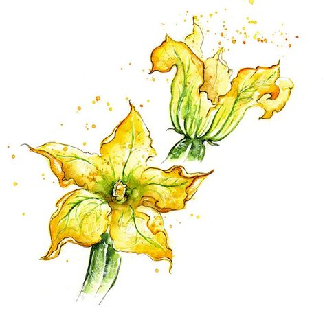 Squash Blossom Drawing, Courgette Flowers, Squash Flowers, Star Garden, Bee Friendly Flowers, Squash Blossoms, Pakistani Bridal Jewelry, Flower Line Drawings, Beer Art