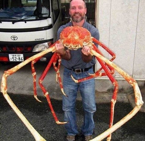 Japanese Spider Crab, Spider Crab, Crab Tattoo, Giant Spider, Feeling Scared, Amazing Science Facts, Crustaceans, Ocean Creatures, Animals Of The World