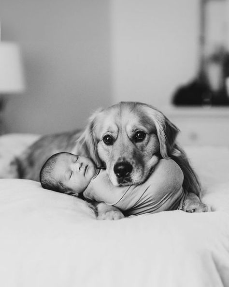 BEAU | The Golden Retriever on Instagram: "Throwback to my favorite shoot.🥹  📸 - @sophiegabriellaphotography 💙  #dog #dogs #dogsofinstagram #baby #babies #babiesofinstagram #golden #goldens #goldenretriever #goldenretrievers #goldenretrieversofinstagram #goldenretrieverlover #babyanddog #dogandbaby #frankieandbeau #beauandfrankie" Golden Retriever Baby Announcement, Newborn Photoshoot With Dog, Golden Retriever Photoshoot With Owner, Newborn With Dog Photography, Newborn And Dog, Golden Retriever Newborn, Pregnancy Announcement Family, Golden Retriever Baby, Bringing Baby Home