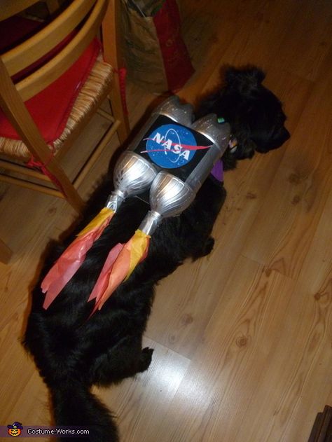 2015 Halloween Costumes, Silver Spray Paint, Silver Spray, Homemade Costume, Costume Works, Halloween Costume Contest, Halloween 2015, Dog Halloween Costumes, Rocket Dog