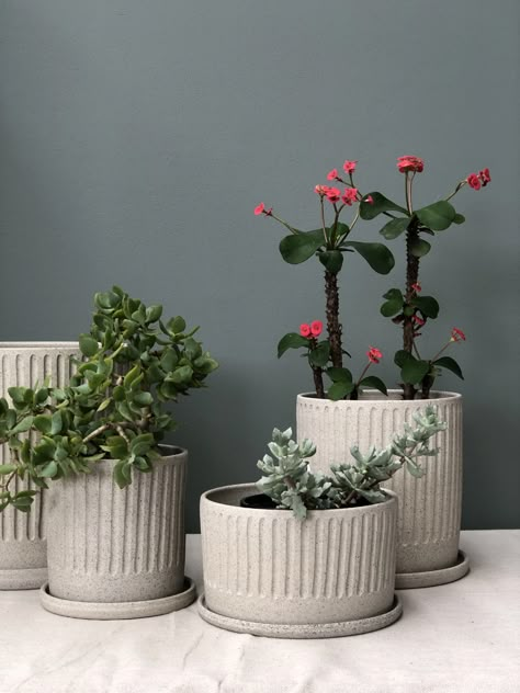 Seeking hand made in Melbourne ceramics? Arcadia Scott Ceramics focuses on creating beautiful, functional travel cups and planters. Pottery from Brunswick. Fluted Planter, Pottery Plant Pots, Pottery Plant Pot, Handmade Ceramic Planters, Pottery Pots, Handmade Planter, Cerámica Ideas, Pottery Pot, Pottery Workshop