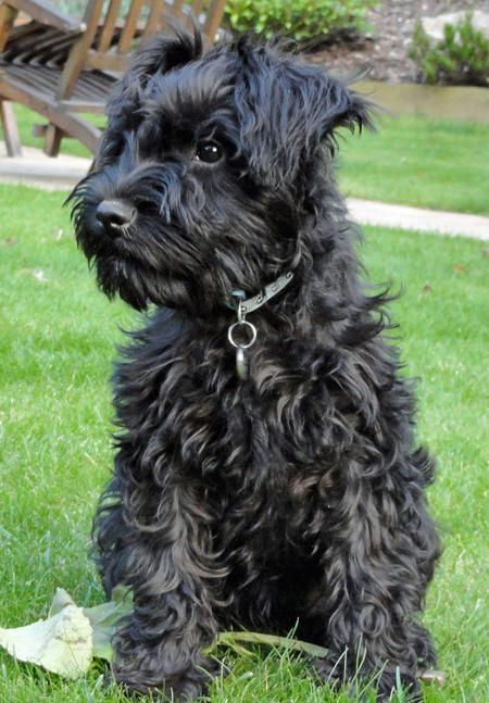 Eddie the miniature schnauzer - Looks like our Archie the miniature schnauzer! Black Mini Schnauzer, Miniature Schnauzer Black, Black Schnauzer, Schnauzer Grooming, Schnauzer Mix, Mini Schnauzer Puppies, Schnauzer Art, Schnauzer Puppies, Miniature Schnauzer Puppies