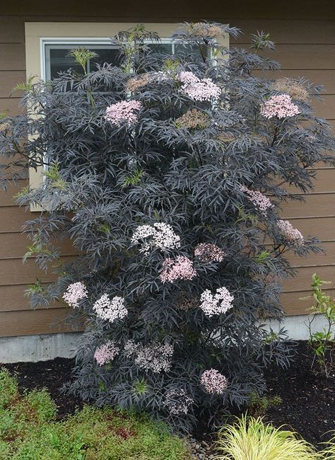 Black Lace Elderberry, Elderberry Bush, Pale Pink Flowers, Sambucus Nigra, Black Fruit, Goth Garden, Gothic Garden, Black Garden, Small White Flowers