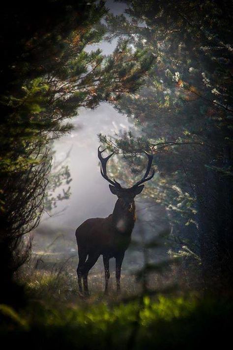 Photo | #daughteroftheforests June 04 2018 at 07:45PM | beautifulmysteriousforests | Flickr Deer Stags, Mule Deer, Red Deer, Manx, A Deer, Woodland Creatures, Wild Life, Animal Photo, Nature Animals