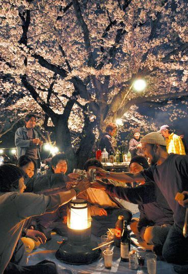 Japan In The Spring, Hanami Festival, Sakura In Japan, Japanese Cherry Blossom Festival, Cherry Blossom In Tokyo, Hanami Festival Japanese Cherry Blossoms, Japanese Party, All About Japan, Turning Japanese