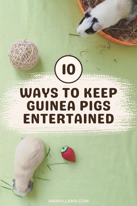 Do you want to enrich your guinea pig's life with fun activities beyond basic care? This post shares 10 easy ways to entertain your cavies through play. From obstacle courses to foraging toys, you'll discover novel ideas to stimulate their minds and encourage natural behaviors. Guinea Pig Enrichment Ideas, Guinea Pig Diy Toys, Cute Guinea Pig Cage Ideas, Guinea Pig Enrichment, Diy Guinea Pig Toys, Guinea Pig Habitat, Guinea Pig Treats, Guinea Pig Information, Guinea Pig Supplies